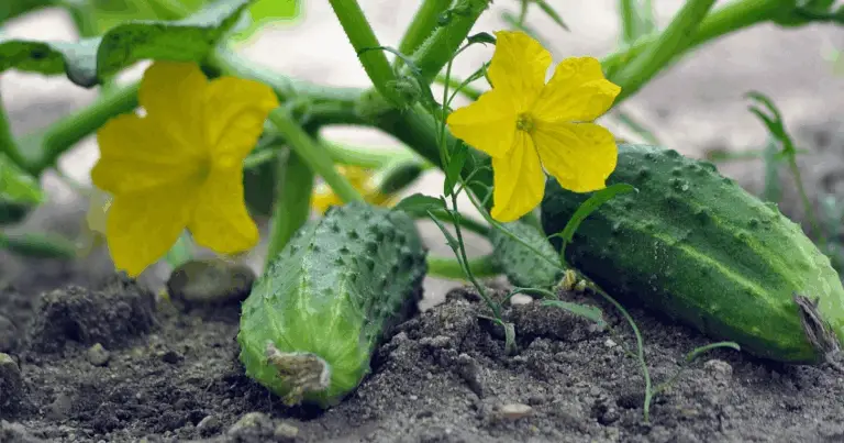🥒 Dal Seme al Raccolto: Guida Completa per Coltivare i Cetrioli in Vaso o in Giardino