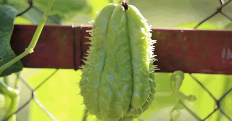 🥒 Coltivare il Chayote: Guida Completa al Sistema a Pergolato
