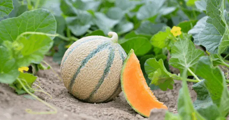 🍈 Coltivare meloni in vaso: guida completa alla coltivazione verticale