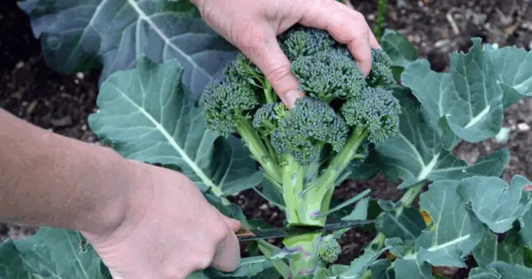 🥦🥬 Coltivare broccoli e lattuga in casa: guida pratica alla coltivazione in contenitori e idroponica