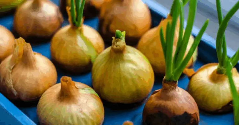 🧅 Coltivare Cipolle e Cipollotti: Guida Completa dal Vaso all’Acqua