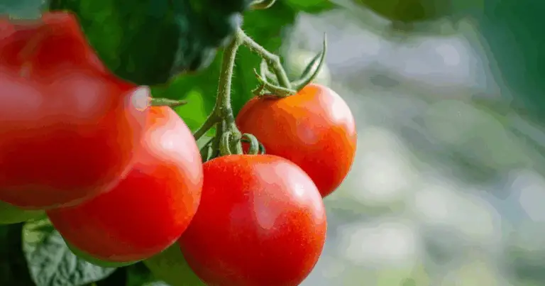 🍅 9 Suggerimenti Pratici per Coltivare Più Pomodori 🌿