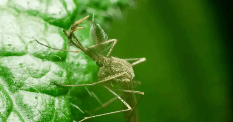 🌿 Piante Repellenti agli Insetti: Una Guida Completa per il Tuo Giardino 🐝🦟