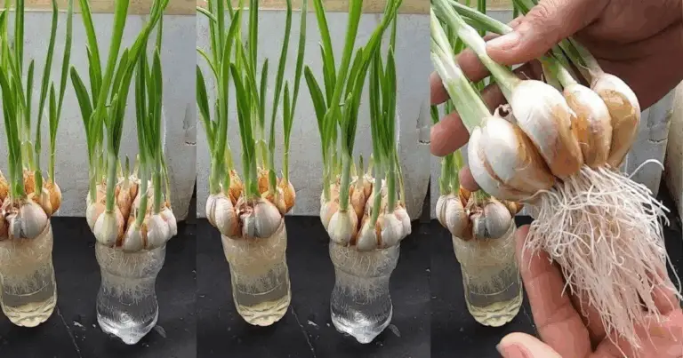 🌱 Coltivare l’Aglio in Casa: Guida Completa dalla Semina alla Raccolta 🧄