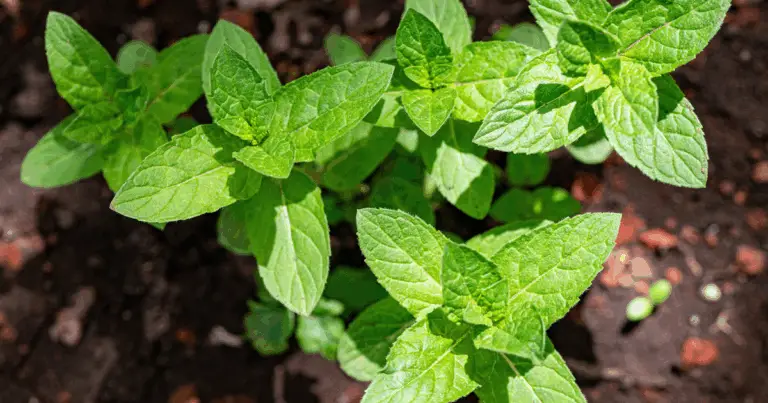 🌿 Coltivare la Menta in Casa con Bottiglie di Plastica Riciclate
