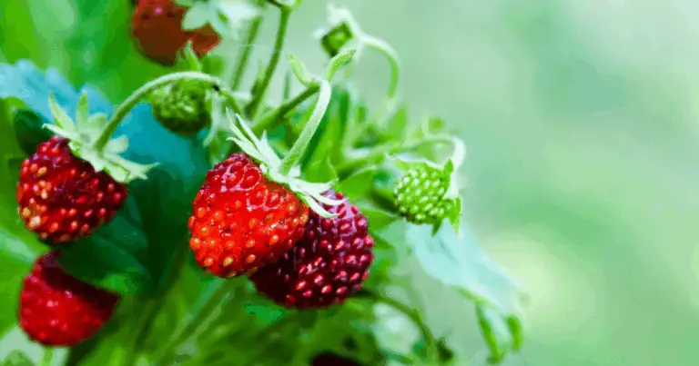 🌱 Coltivare Frutta e Ortaggi in Vaso: Una Guida Completa 🌱