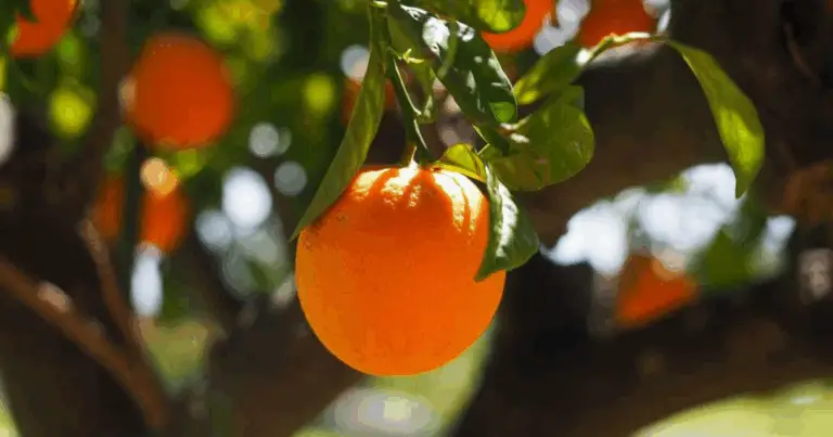 🍊 Come coltivare un Arancio a partire da un frutto
