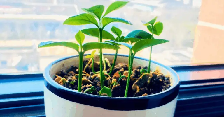 🍋 Coltivare Agrumi con una Banana: Il Metodo Naturale e Sorprendente 🌱