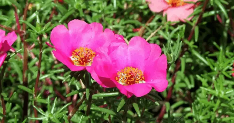 🌺 Coltivare la Portulaca: dal Talee all’Effetto Cascata di Fiori Colorati