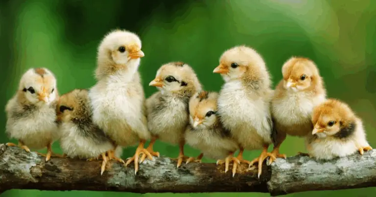 Scopri Quanto le Galline Sono Straordinariamente Intelligenti ed Emotive