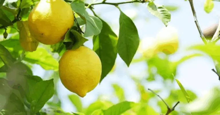 Coltiva il Tuo Albero di Limoni in Modo Naturale: Metodi Facili, Consigli e Segreti