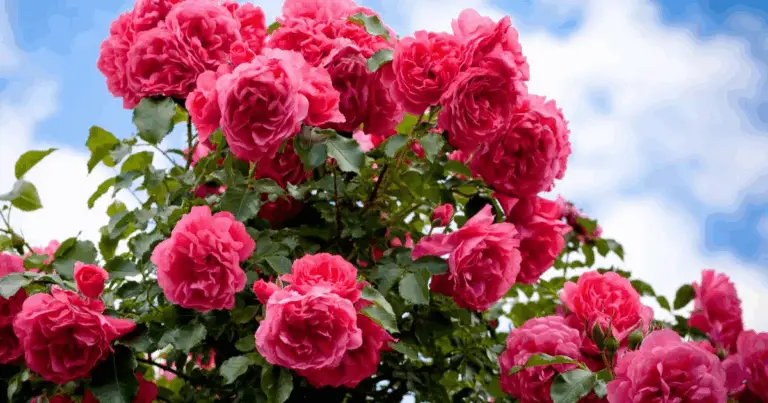 Raddoppia la Bellezza: Guida Completa per Propagare Rose con la Talee in Modo Naturale