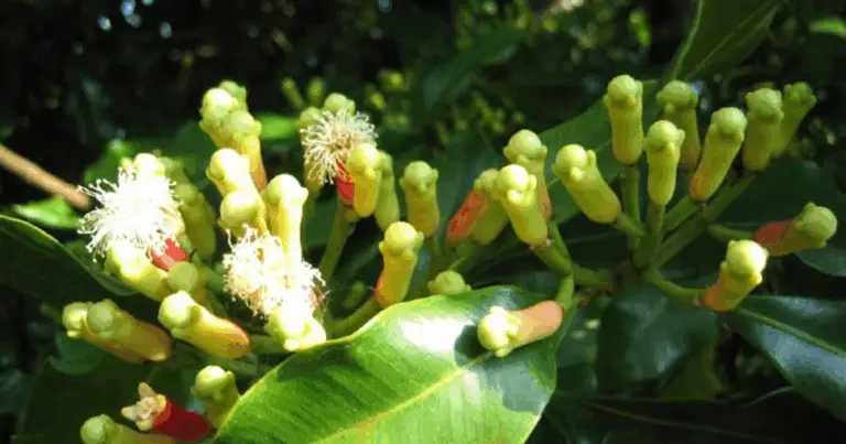 Dalla Spezia alla Pianta: Come Coltivare i Chiodi di Garofano in Casa 🌿✨