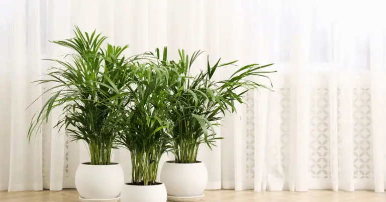 Piante medicinali: rimedi naturali per il benessere quotidiano 🌿✨