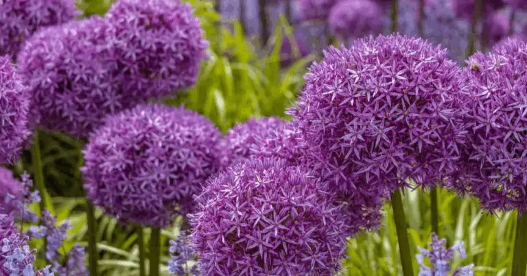 Guida completa alle profondità di piantagione dei bulbi: segreti per fioriture perfette 🌸🌿