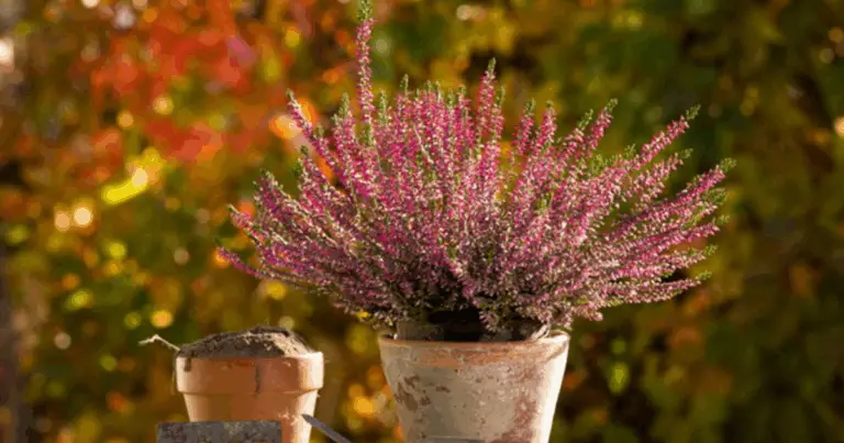 Fertilizzanti naturali: il segreto per piante sane e un giardino rigoglioso 🌱