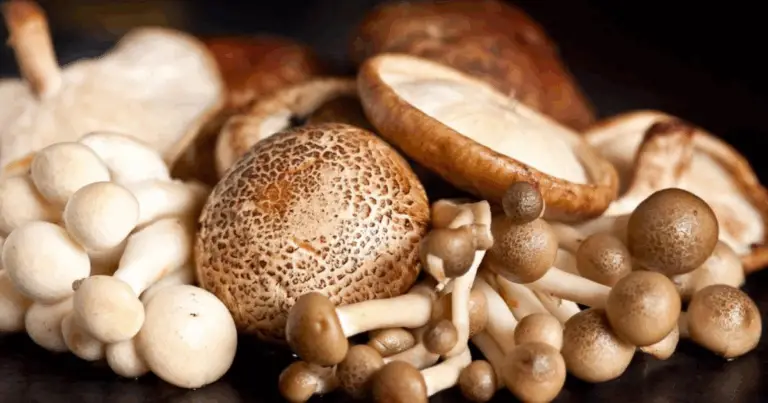 Guida Definitiva ai Tipi di Funghi 🍄 Consigli, Usi in Cucina e Segreti da Scoprire