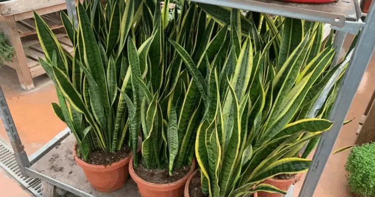 Coltivare Piante in Acqua 🌱💧 Guida Completa per una Casa Verde Senza Terra