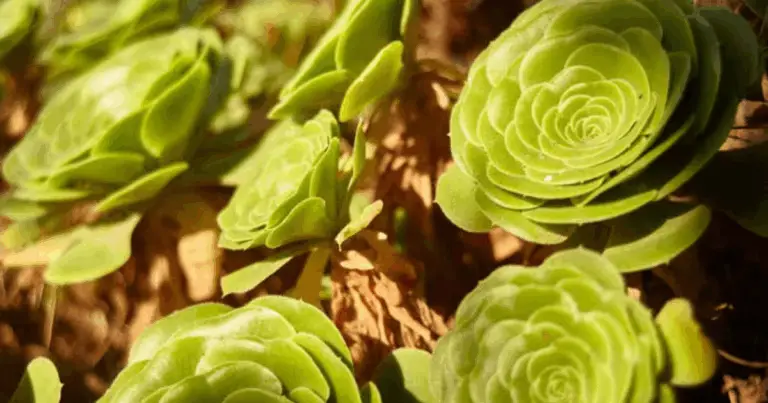 Scopri Aeonium e Cactus 🌵🌿 Guida Completa alle Varietà e alla Coltivazione