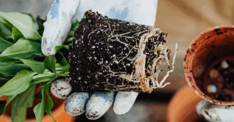 Scegliere il Vaso Giusto 🌱 Guida Completa per Ogni Pianta