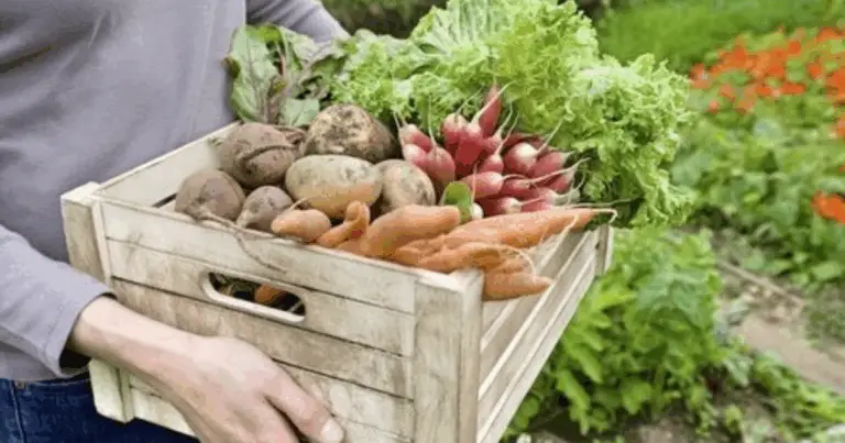 6 Verdure da Coltivare nei Cestelli da Bucato