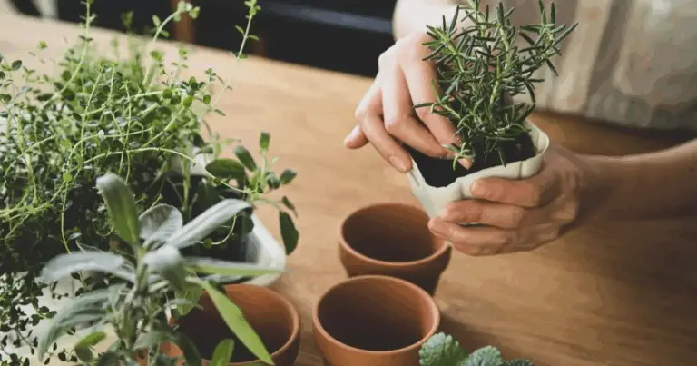 Piante che curano: la farmacia verde direttamente dal giardino