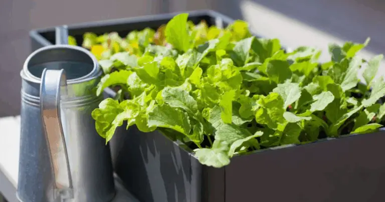 Coltivazione in Vasi: Guida Completa per un Orto Domestico