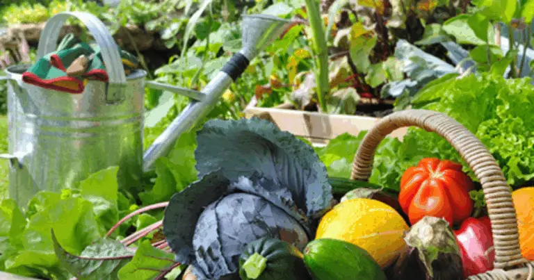 Ortaggi facili da coltivare in un secchio da 5 galloni: guida completa