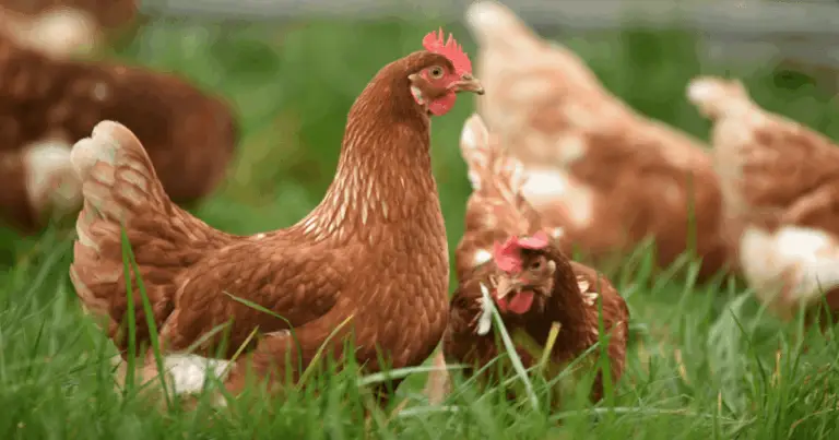 Cosa può fare una gallina: utilità nascosta nell’orto e in giardino