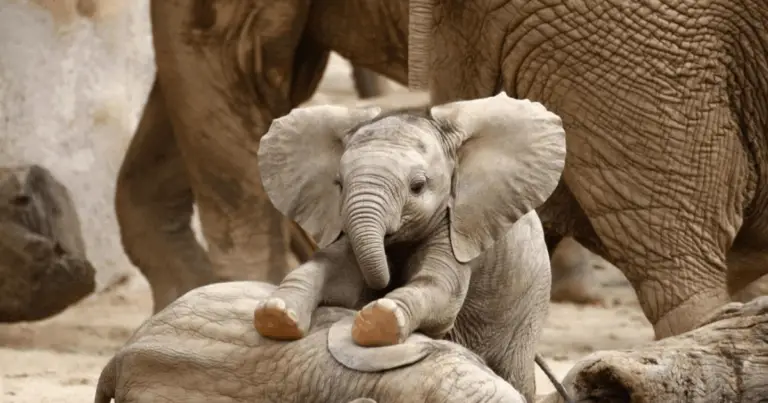 Periodi di gestazione negli animali: dal più lungo al più breve