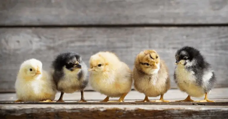 Come identificare il sesso dei pulcini attraverso la forma delle piume
