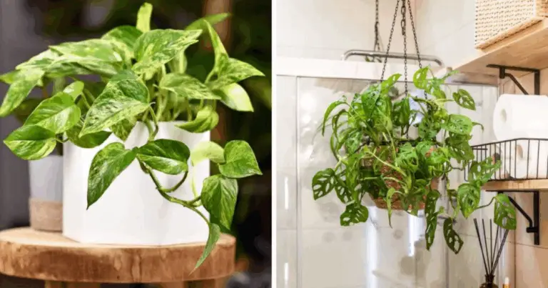 16 piante pendenti perfette per ambienti con poca luce