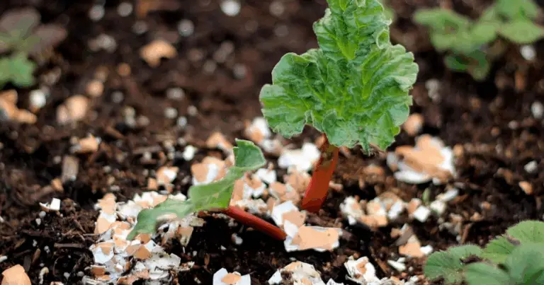 12 piante che amano i gusci d’uovo 🥚🌱