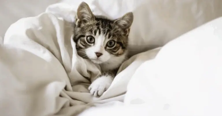 🐾 Linguaggio del Corpo del Gatto: Decifrare le Sue Emozioni e Intenzioni