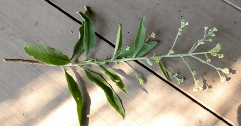 Sambong: Il Tesoro Verde che Cura – Una Guida Completa ai Benefici e all’Uso in Casa