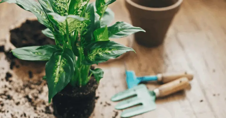 Riconosci i Segnali: 6 Campanelli d’Allarme per la Salute delle Tue Piante