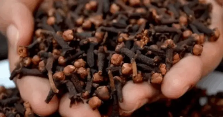 🌿 Chiodi di Garofano: Il Piccolo Tesoro Aromatico dai Grandi Benefici