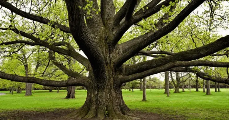 🌳 Trasforma la tua Vita Coltivando l’Energia Positiva: La Metafora dell’Albero che Cambia il Tuo Mondo