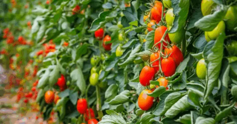 🌱 Cosa piantare con i pomodori: la guida completa