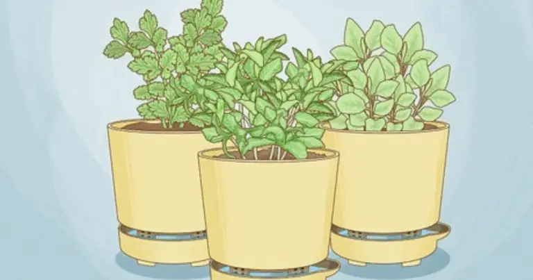 I tuoi giardini in contenitori autoirriganti: la guida definitiva per un orto facile e senza stress