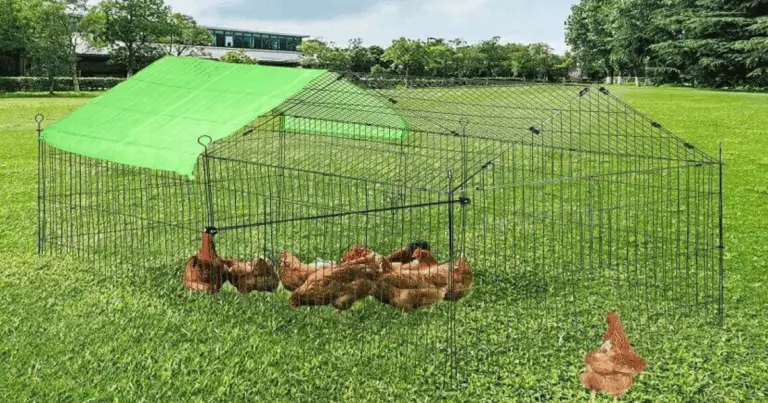 🐔 Come Costruire un Pollaio Economico e Funzionale: Guida Completa per Principianti e Appassionati di Bricolage