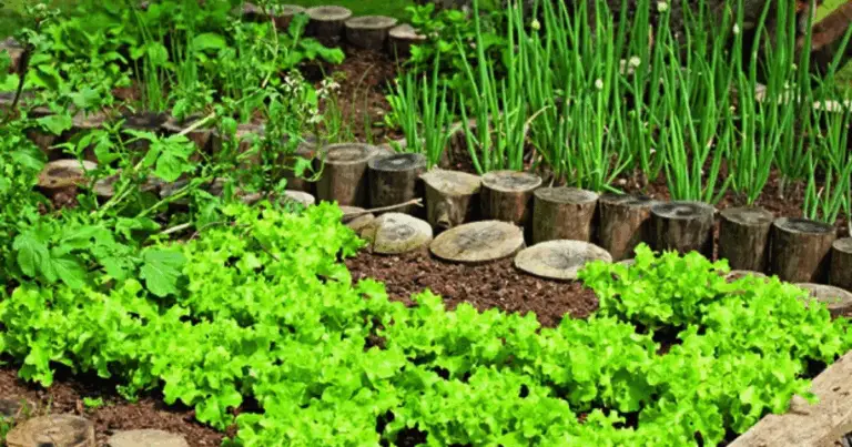 Canteiro Elevado a “A” con Treliça: Guida Completa per un Orto Produttivo