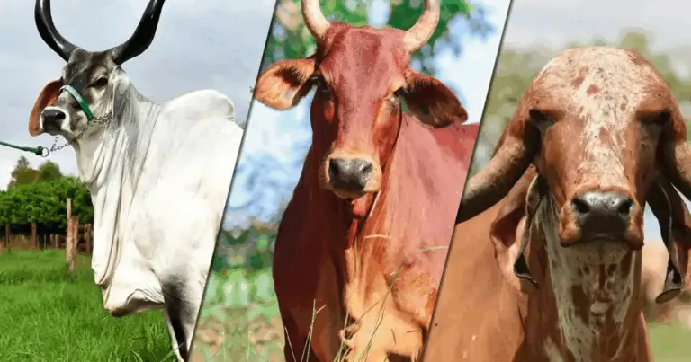 🐂 9 Razze di Bovini Zebu: Resistenza, Versatilità e Produttività nei Climi Caldi