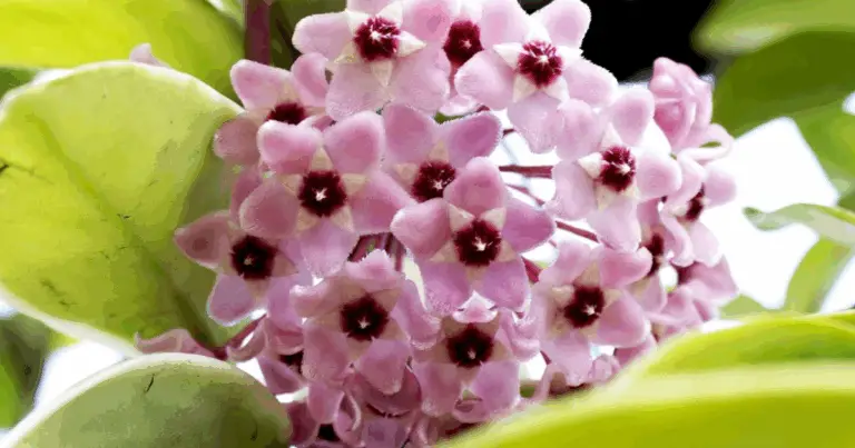 Hoya Carnosa: Guida Completa per un Fiore di Cera Rigoglioso e Sempre Fiorito