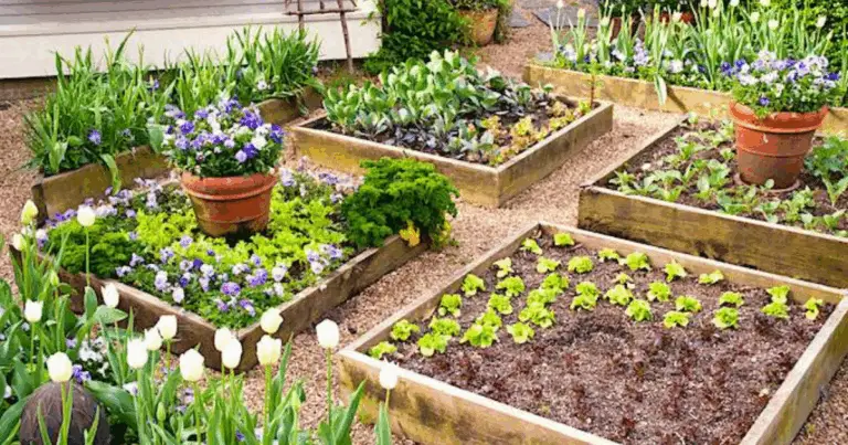 🌿 Orto Rialzato in Pallet: Guida Completa per Costruirlo, Coltivare e Mantenere con Successo