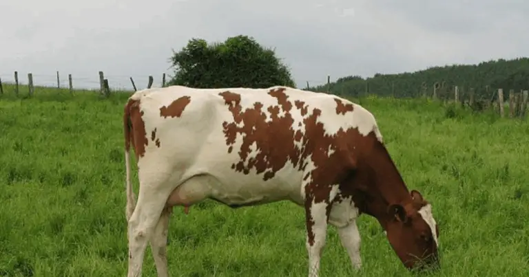 Alla scoperta delle razze bovine più celebri: guida completa e consigli pratici