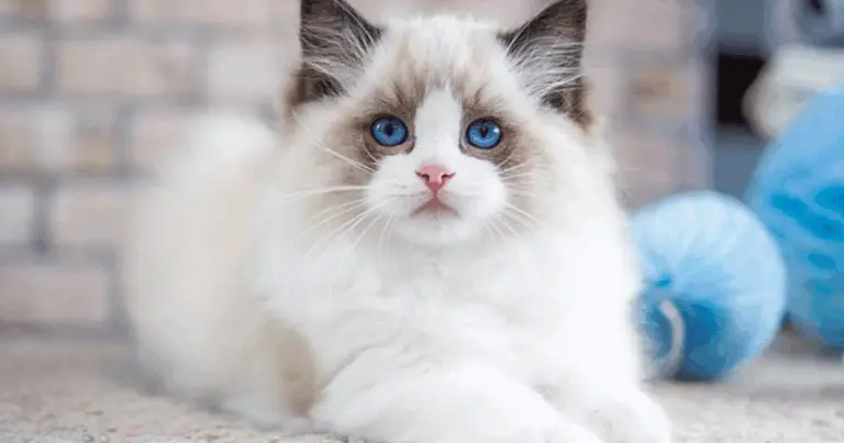 Decifrare il linguaggio del tuo gatto: guida completa per capire le sue emozioni