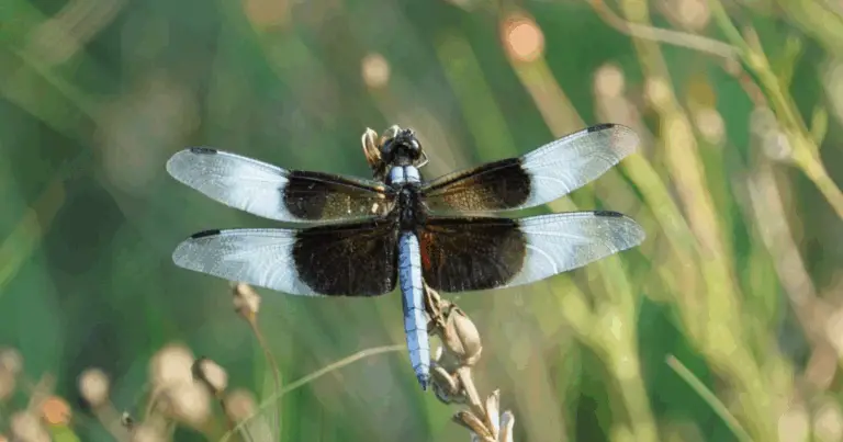 Libellule: Piccoli Guardiani dell’Acqua che Difendono il Tuo Giardino dalle Zanzare