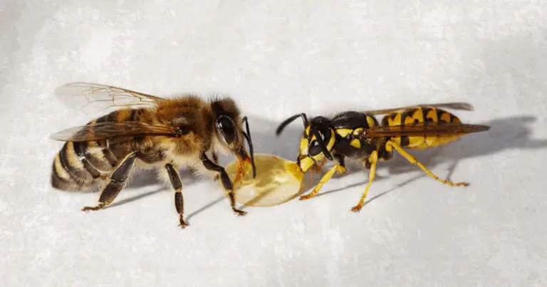 Api 🐝 vs Vespe 🐝: come riconoscerle e perché è importante