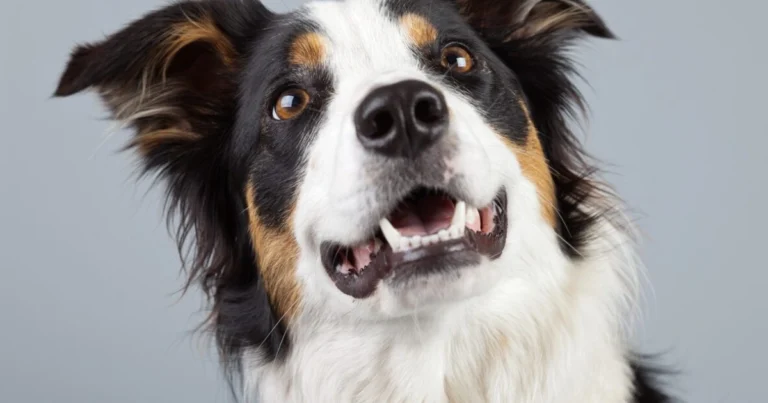 I cani parlano con il corpo! Impara a decifrare le loro emozioni